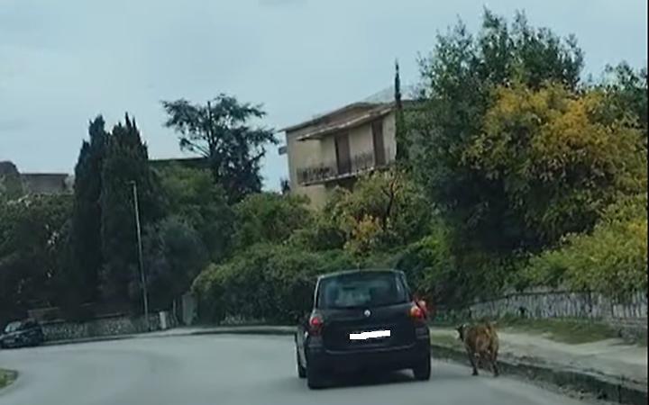 Trascina cane dall'auto, denunciato per maltrattamenti