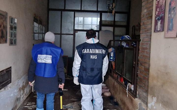 Canile lager, salvati 45 cani e 10 gatti