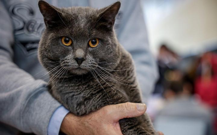 Quattrozampeinfiera 2026, a Napoli la carica di cani e gatti
