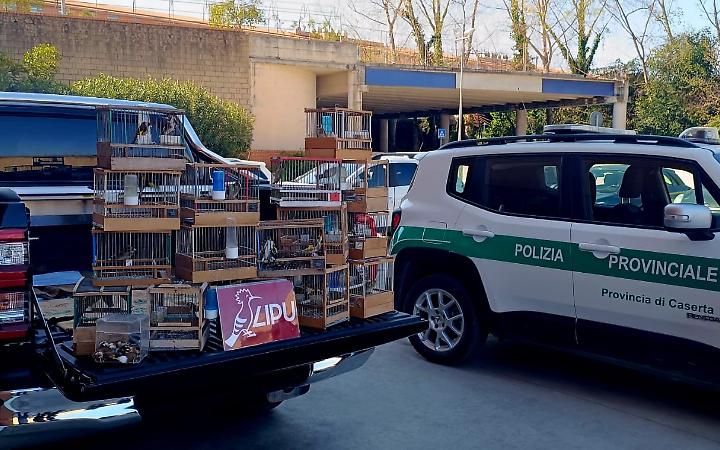 Sequestrati 200 volatili detenuti illegalmente nel Casertano