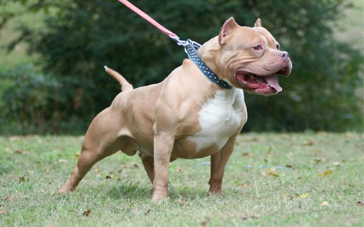 Bimbo di 13 mesi azzannato dal pitbull di casa