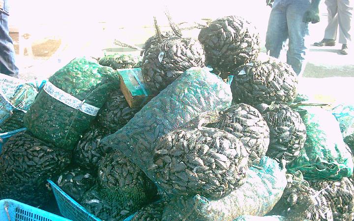 Allevatori cozze: bene controlli, ma attenti agli abusivi